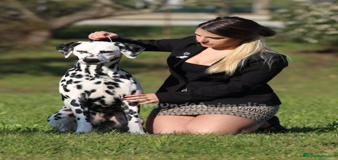 Imagen de galería {{count}}