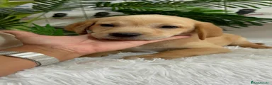 Labrador Retriever 1