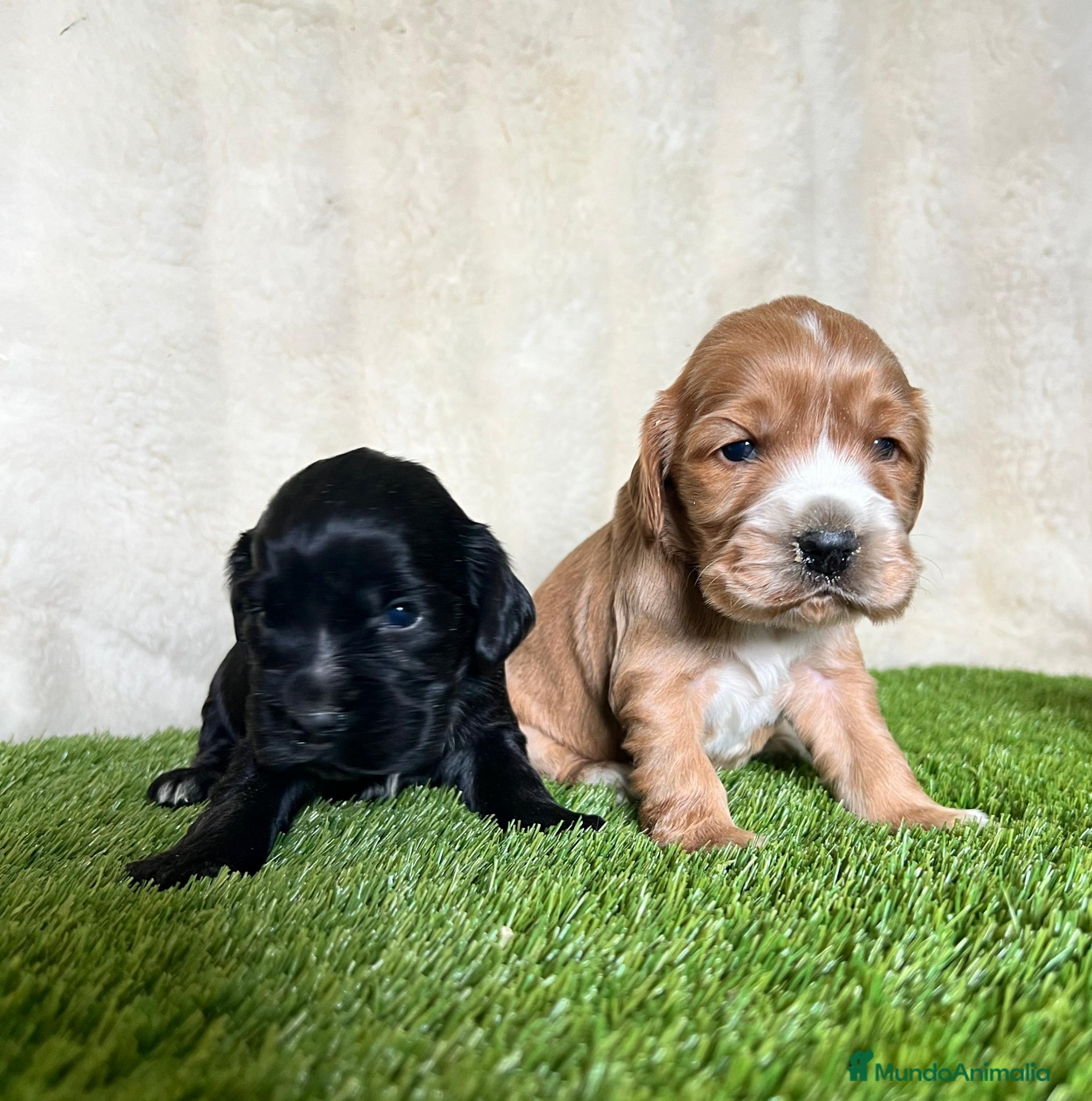 Cocker Spaniel Inglés perros Cocker ingles - Anuncio 1