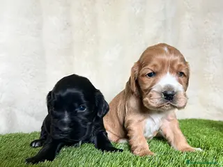 Cocker Spaniel Inglés perros Cocker ingles - Anuncio 1