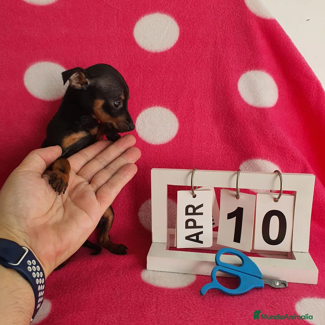 Ratón de Praga perros en venta: Ratón de Praga  - Anuncio 5
