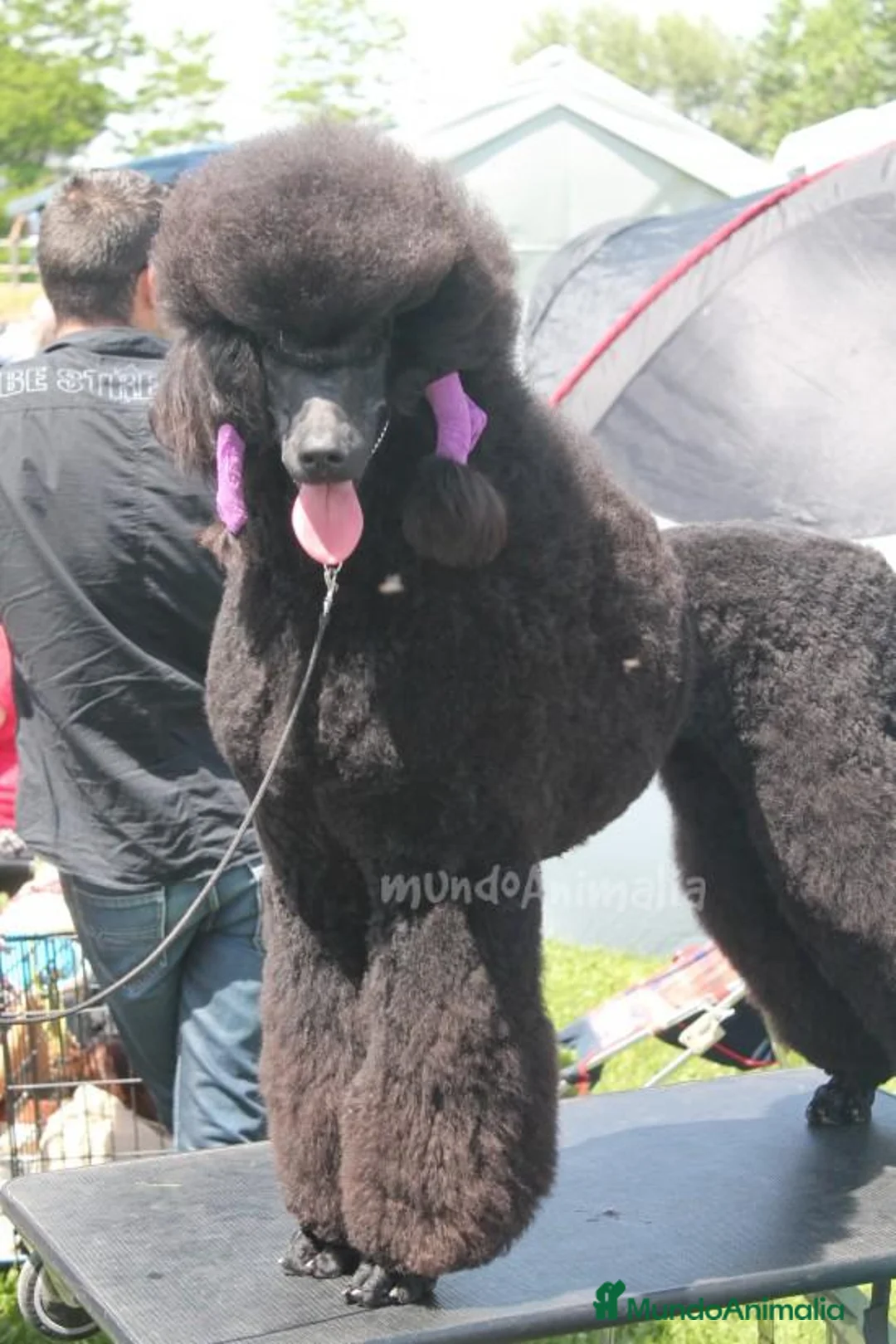 Imagen de galería {{count}}