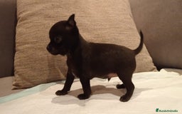 Chihuahua perros en venta: Chihuahua toy cabeza manzana  - Imagen 4