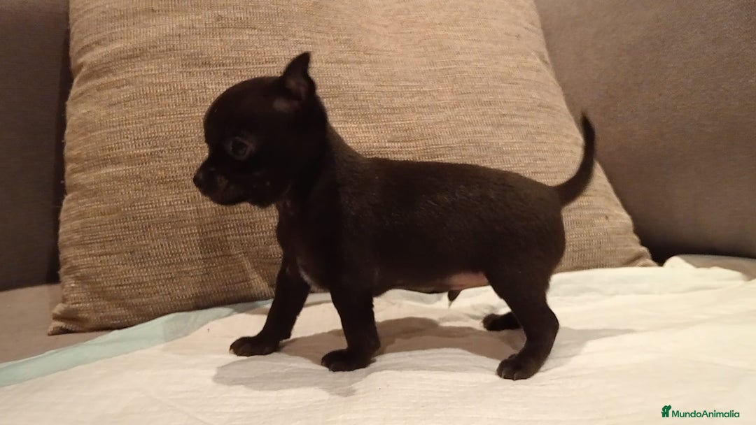 Chihuahua perros en venta: Chihuahua toy cabeza manzana  - Imagen 4