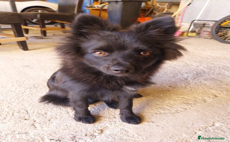 Pomerania perros - Propaganda 2