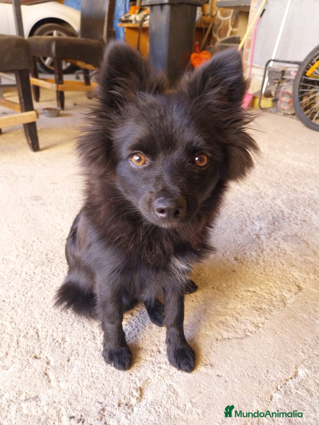 Pomerania perros en venta: OFERTA! Pomearnia 6 MESES - Imagen 1
