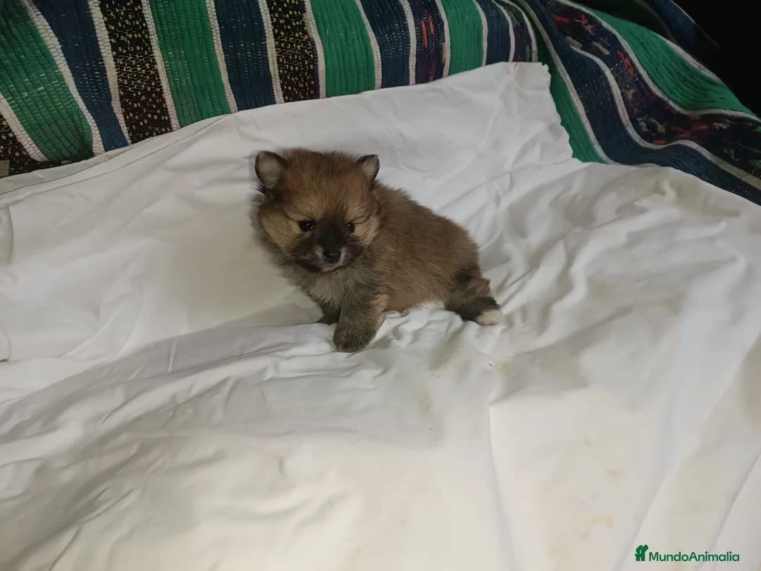 Pomerania perros en venta: POMERANIA CHIQUITINES MACHO Y HEMBRA - Anuncio 1