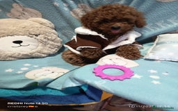 Caniche Toy perros en venta: Caniche rojo toy 50 por ciento asiático  - Imagen 2