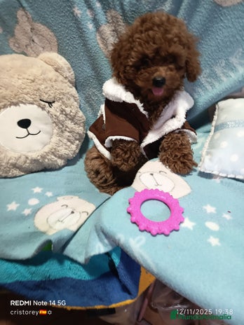 Caniche Toy perros - Anuncio 2