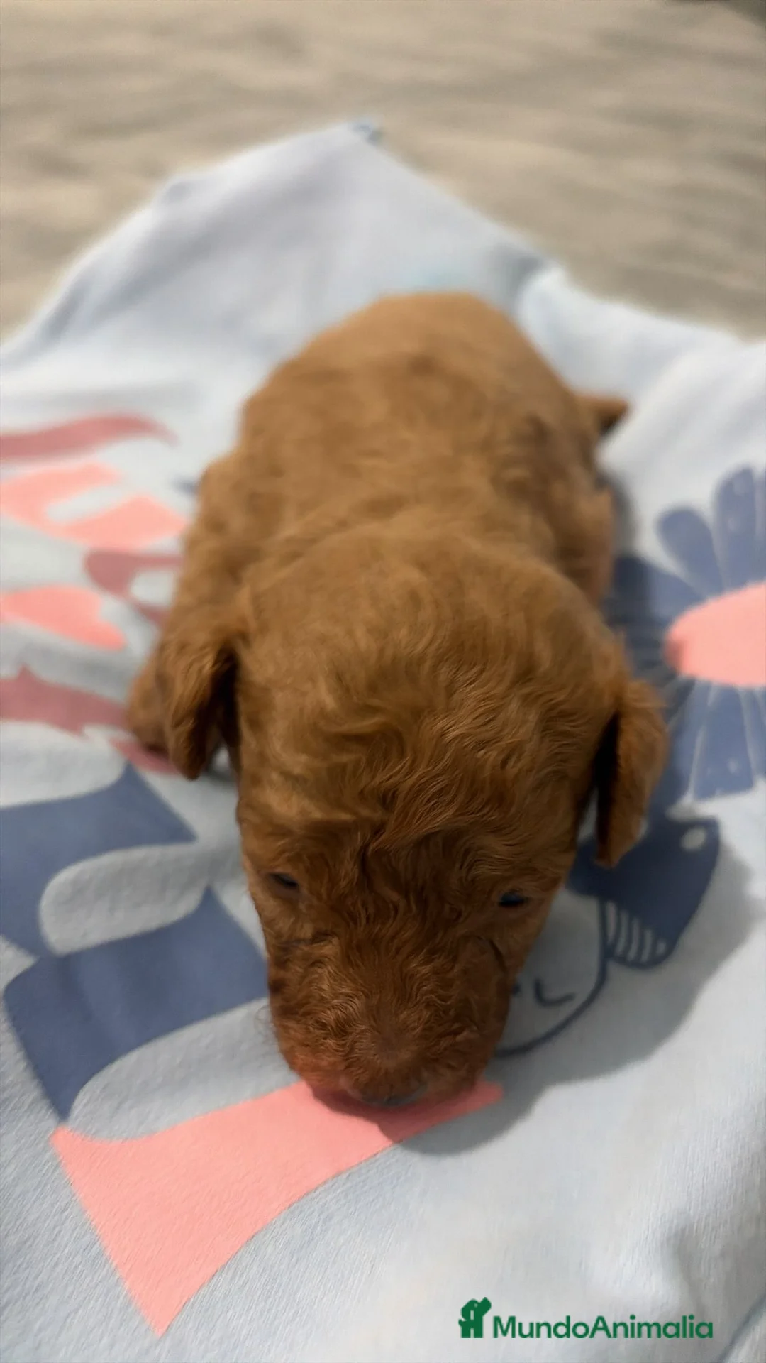 Caniche Toy perros en venta: Caniche toy rojo - Anuncio 1