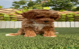 Caniche Toy perros en venta: CANICHE TOY MACHO - Imagen 5