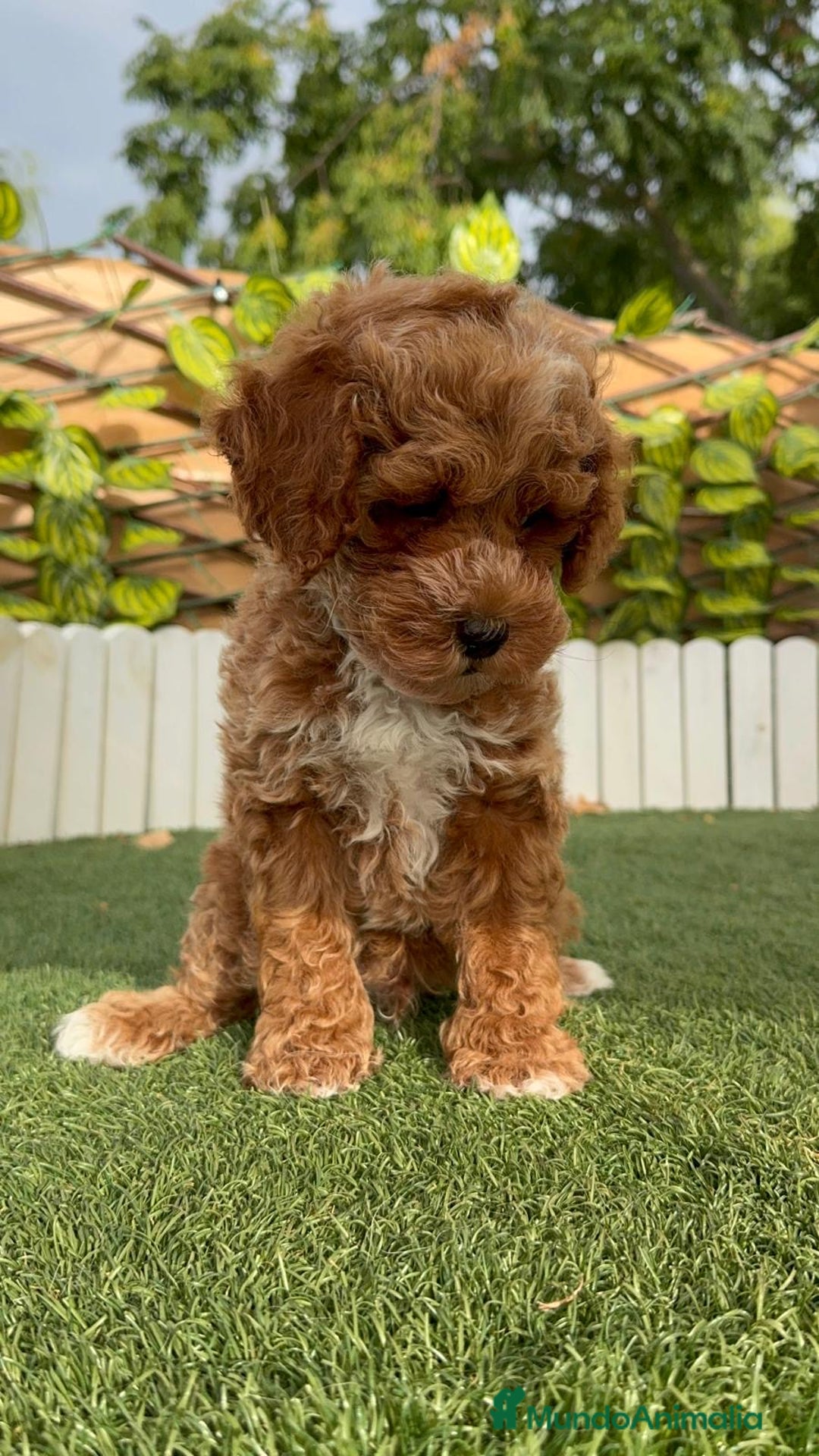 Caniche Toy perros en venta: CANICHE TOY MACHO - Imagen 5
