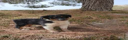 Pastor Australiano perros en venta: PASTOR AUSTRALIANO  - Anuncio 11