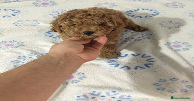 Caniche Toy perros CANICHES TOYS Y ENANOS en Murcia - Anuncio 3