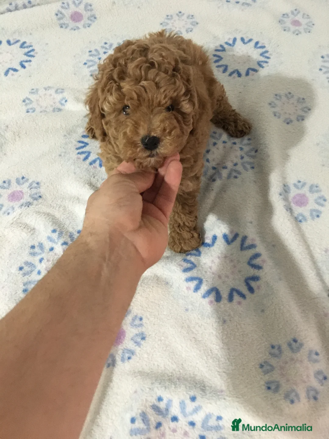 Caniche Toy perros en venta: CANICHES TOYS Y ENANOS en Murcia - Anuncio 3