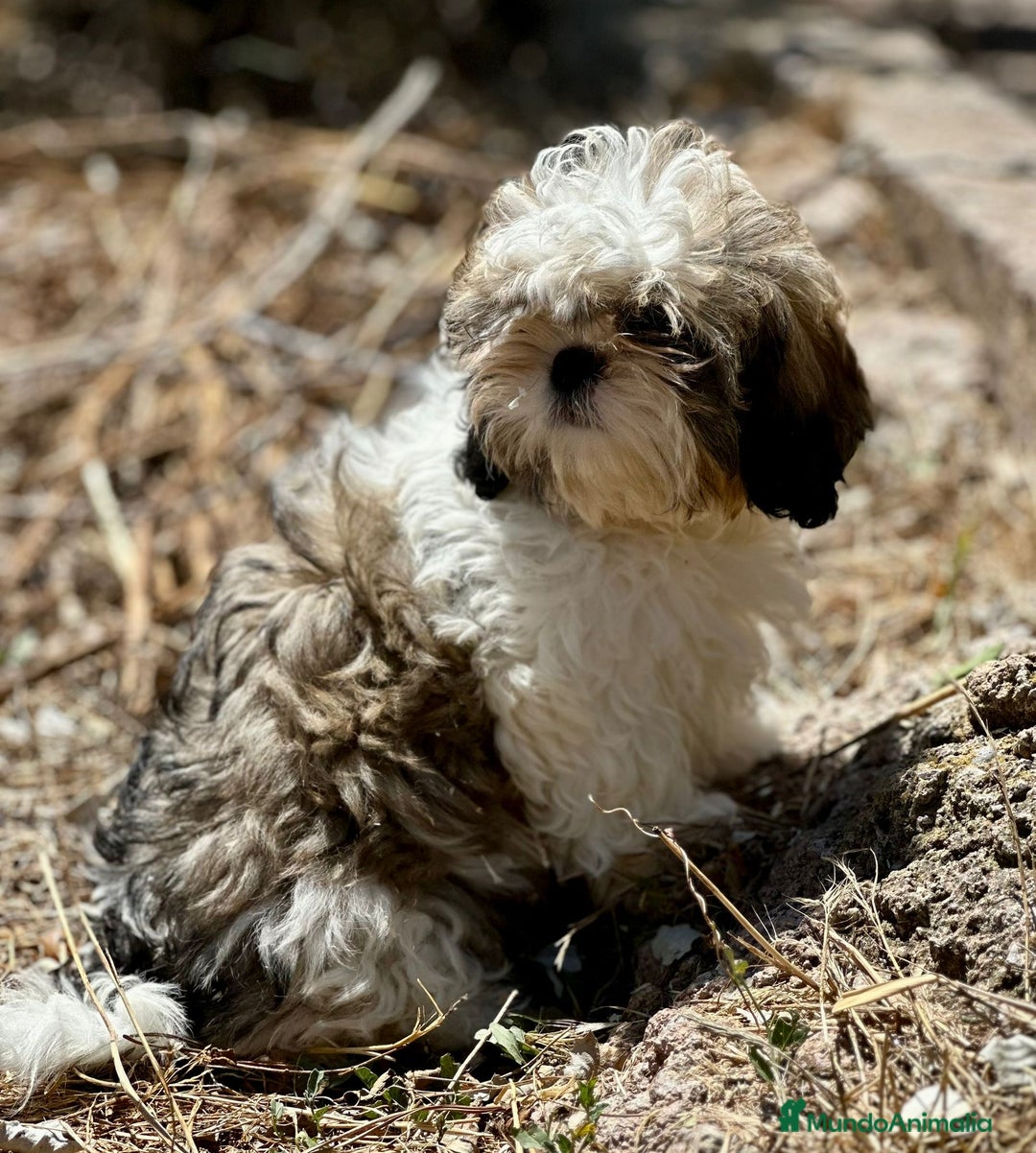 Shih Tzu perros en venta: Shih Tzu tricolor  - Imagen 3
