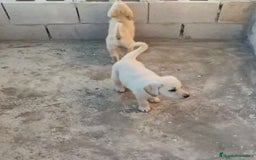 Labrador Retriever perros en venta: ULTIMOS LABRADOR RETRIEVER  - Imagen 4