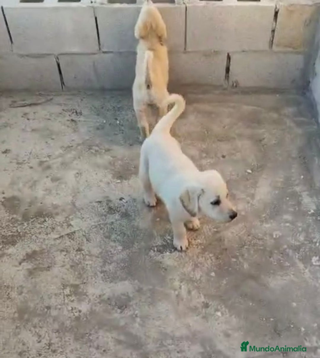 Labrador Retriever perros en venta: ULTIMOS LABRADOR RETRIEVER  - Imagen 4