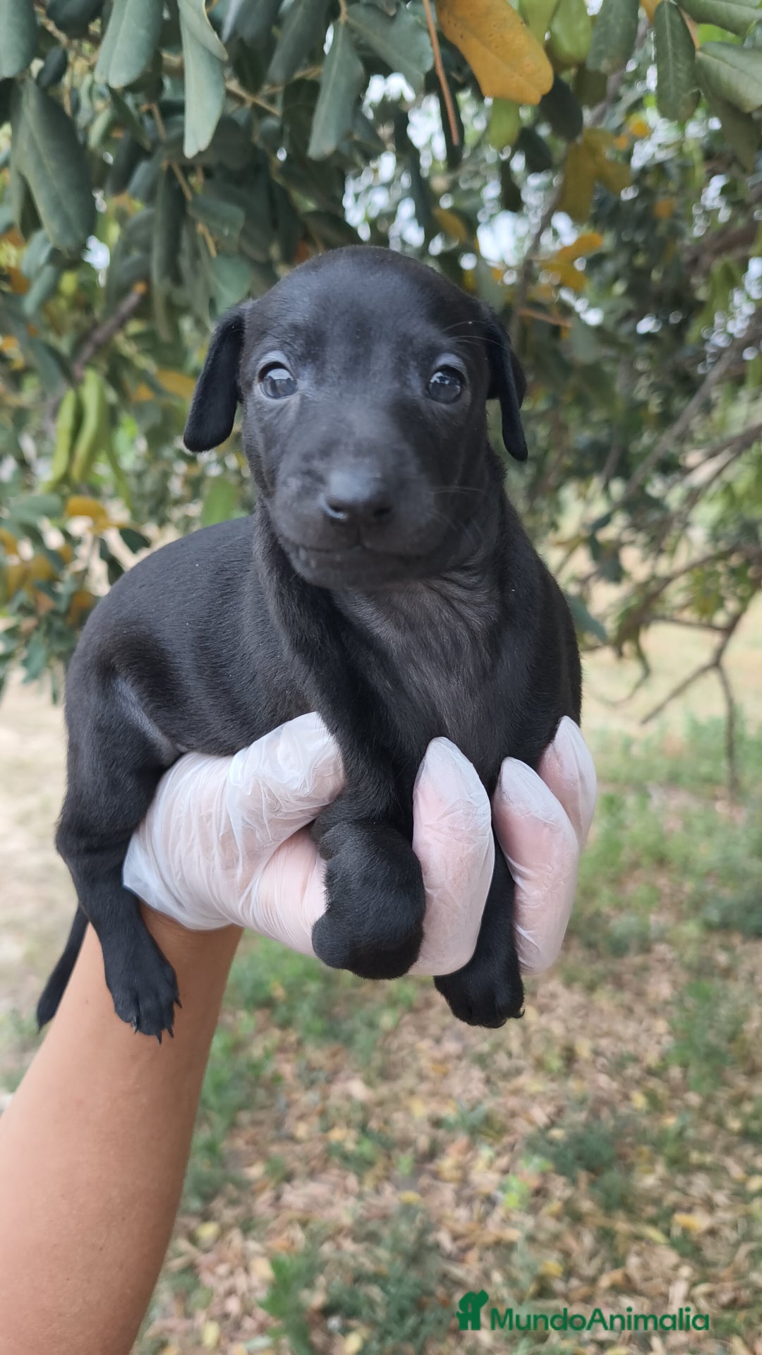 Pequeño Lebrel Italiano perros en venta: Pequeño lebrel Italiano disponibles - Imagen 4