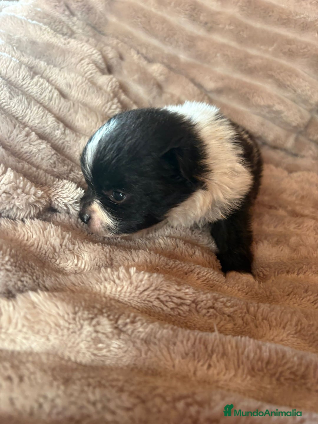 Pomerania perros en venta: Pele y Mele ya son papas , lulu pomerania toy  - Anuncio 5