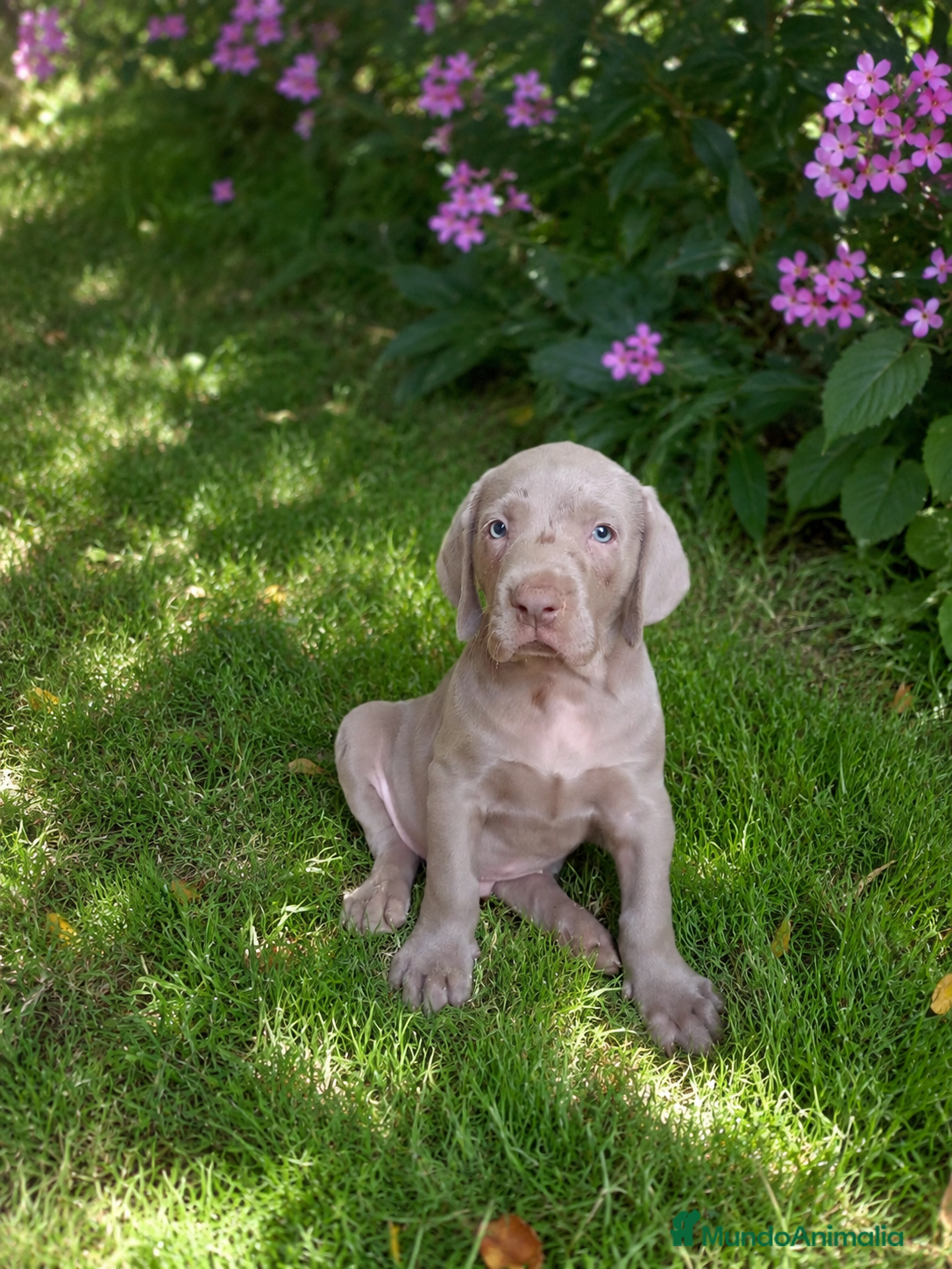 Weimaraner perros Cachorro de Weimar  - Anuncio 2