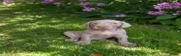 Weimaraner perros en venta: Cachorro de Weimar  en Madrid - Anuncio 1
