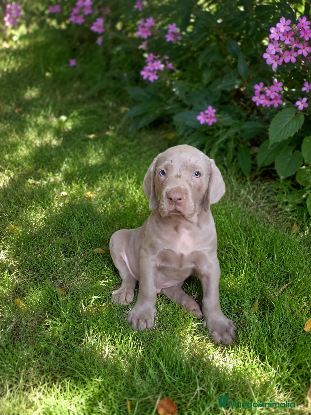 Weimaraner perros en venta: Cachorro de Weimar  en Madrid - Anuncio 1