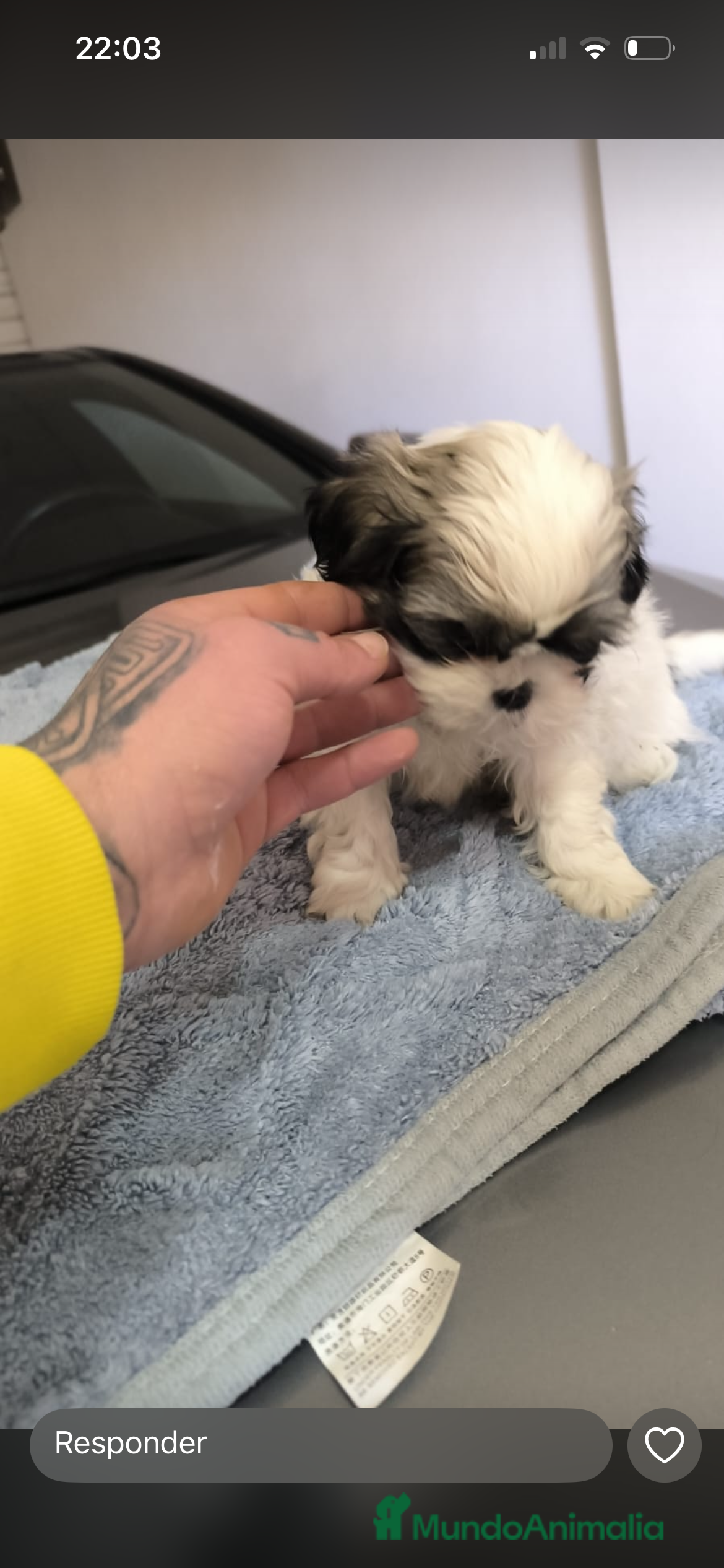 Shih Tzu perros PRECIOSA PAREJA OPORTUNIDAD  - Anuncio 2