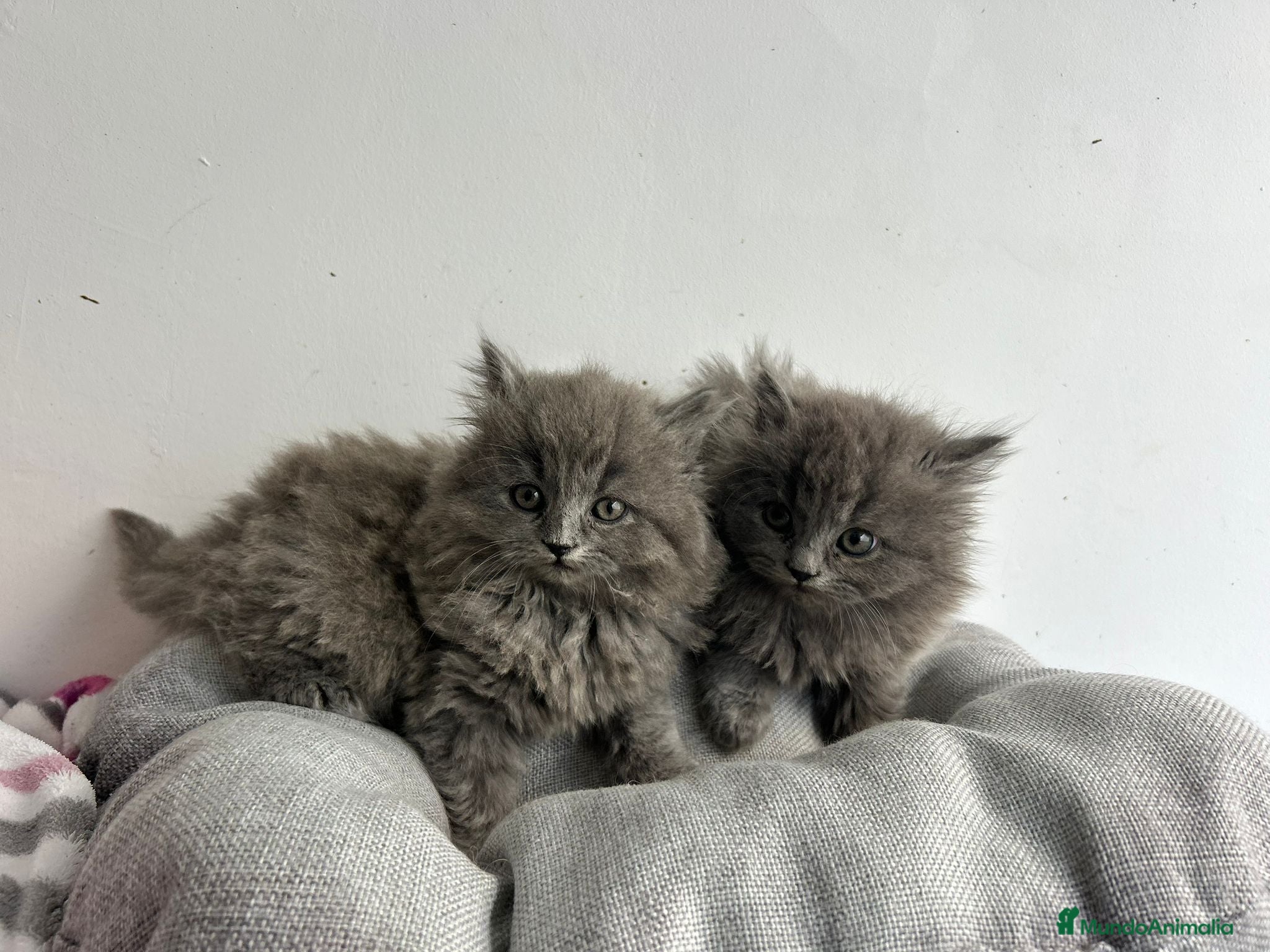 Británico de Pelo Largo gatos British pelo largo  - Anuncio 2