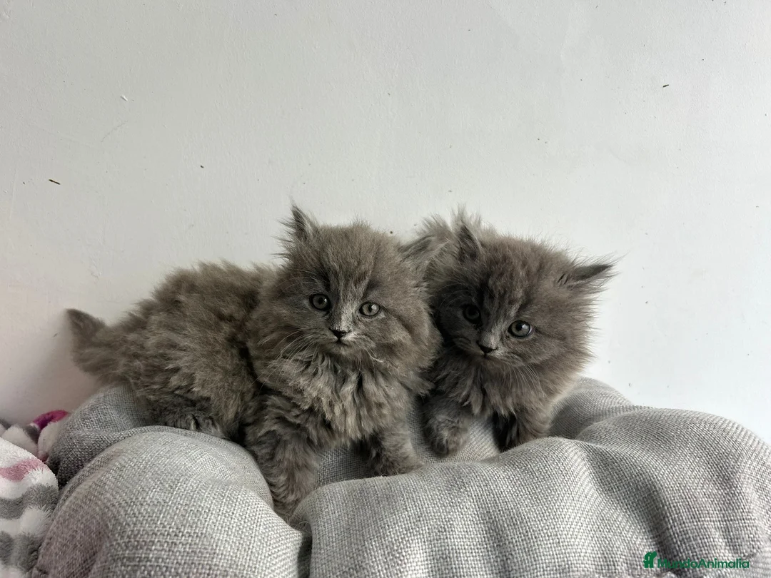 Británico de Pelo Largo gatos en venta: British pelo largo  - Anuncio 1