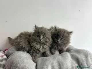 Británico de Pelo Largo gatos British pelo largo - Anuncio 2