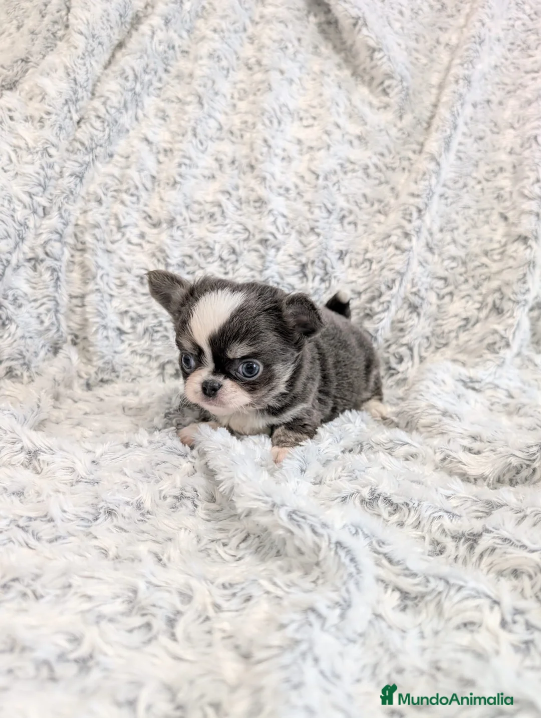 Chihuahua perros en venta: Chihuahua Toy cabeza de manzana  - Anuncio 7