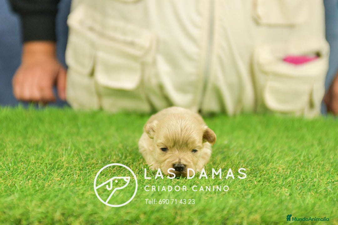Maltipoo perros en venta: Cachorros de maltipoo disponibles. - Anuncio 4