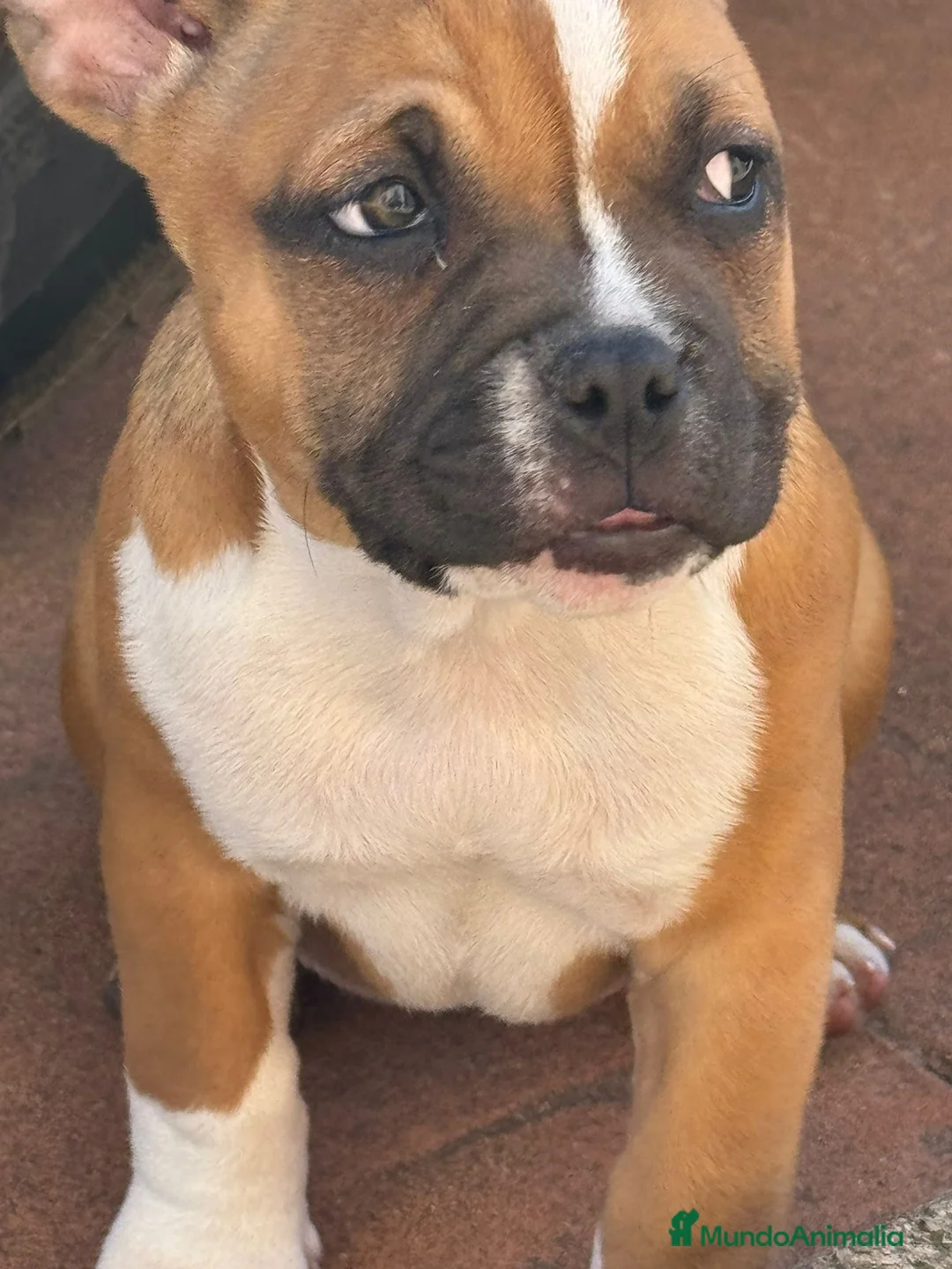 American Bully perros en venta: Cachorro American Bully - Anuncio 2