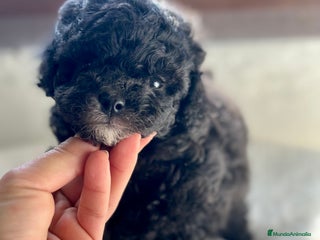 Caniche Toy perros en Barcelona - Anuncio 15
