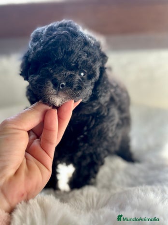 Caniche Toy perros en Barcelona - Anuncio 15