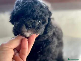 Caniche Toy perros CANICHE TOY LÍNEA COREANA DISPONIBLE en Barcelona - Anuncio 3