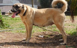 Mastín Español perros en venta: Kangal turco  - Imagen 2