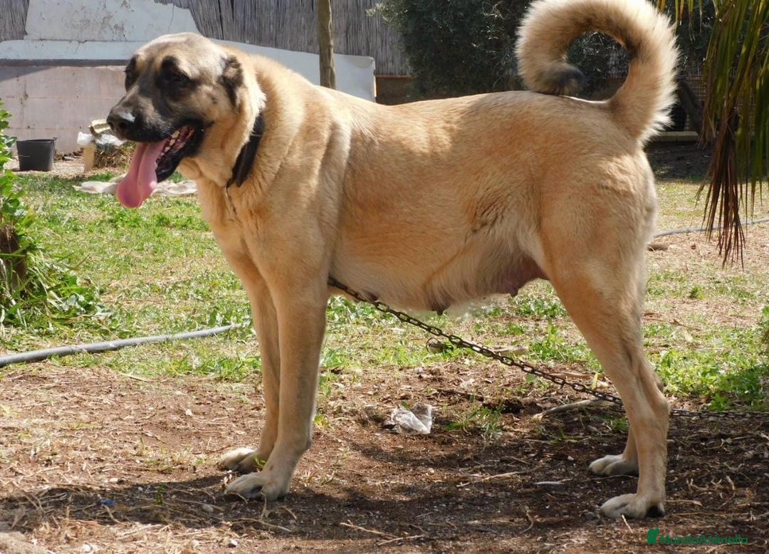 Mastín Español perros en venta: Kangal turco  - Imagen 2