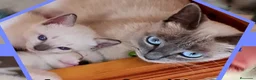 Siamés gatos en venta: Gatitos siamés  - Anuncio 1