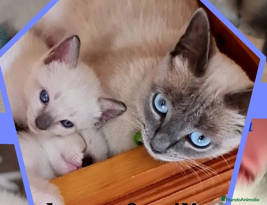 Siamés gatos en venta: Gatitos siamés  - Anuncio 1