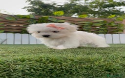 Bichón Maltés perros en venta: BICHON MALTES HEMBRA ENVIO A TODA ESPAÑA - Imagen 16