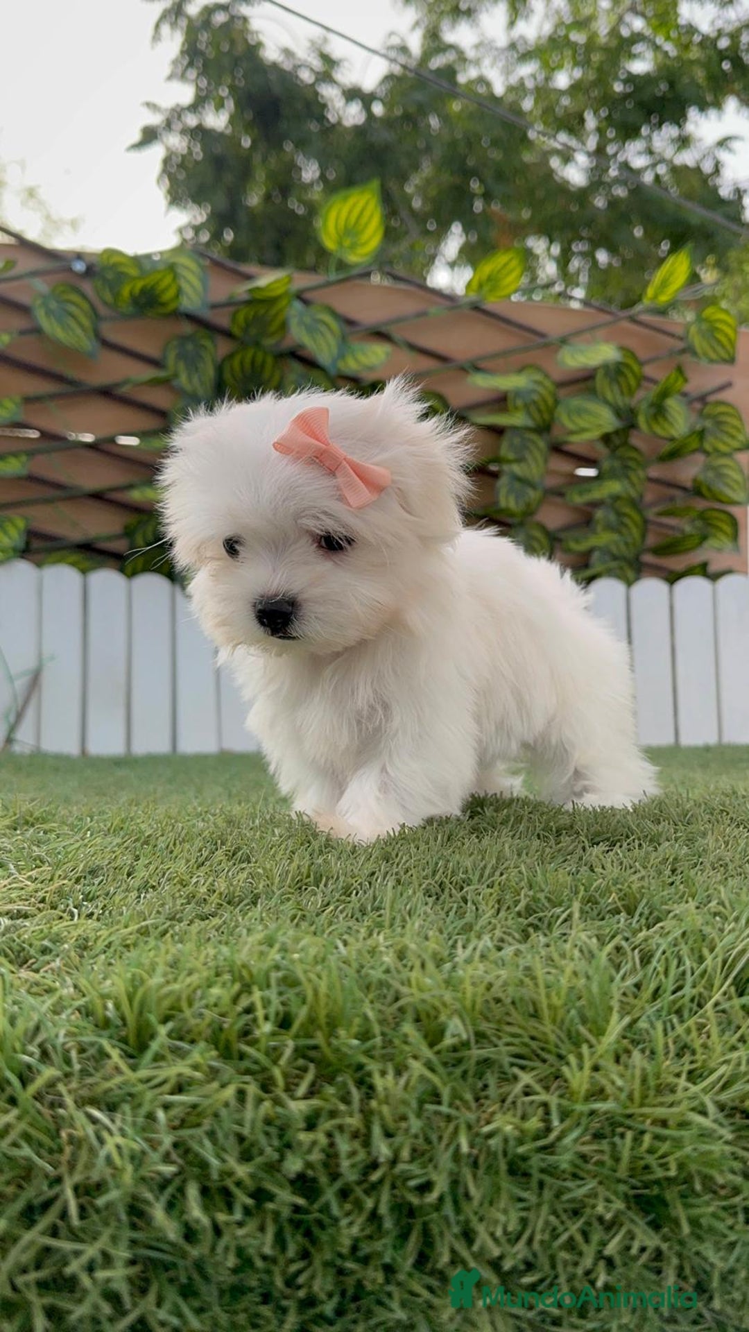 Bichón Maltés perros en venta: BICHON MALTES HEMBRA ENVIO A TODA ESPAÑA - Imagen 16