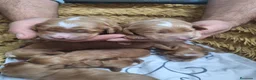 Cockapoo perros en venta: Cockapoo - Anuncio 9