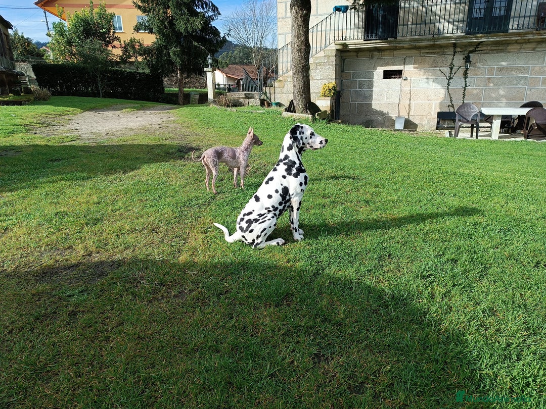 Imagen de galería {{count}}