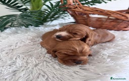 Cocker Spaniel Inglés perros en venta: COCKER SPANIEL INGLES - Anuncio 13