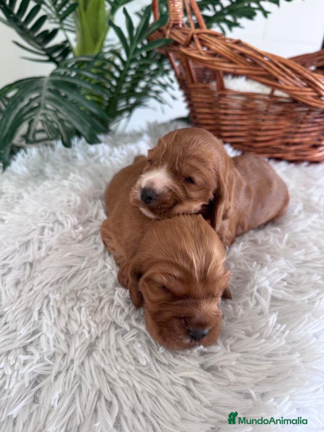 Cocker Spaniel Inglés perros en venta: COCKER SPANIEL INGLES - Anuncio 13
