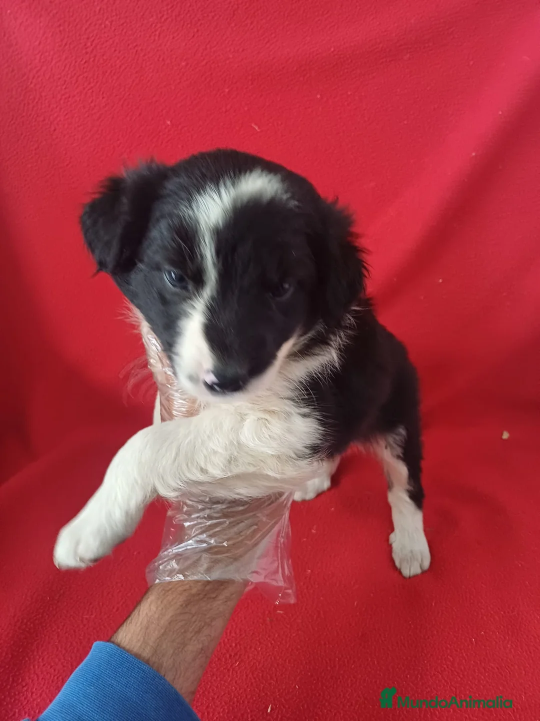 Border Collie perros en venta:  Border Collie Blanco y Negro  - Anuncio 2
