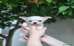 Chihuahua perros en venta: Chihuahua mix - Imagen 2