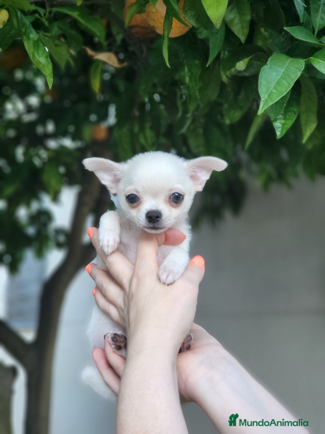 Chihuahua perros en venta: Chihuahua mix - Imagen 2